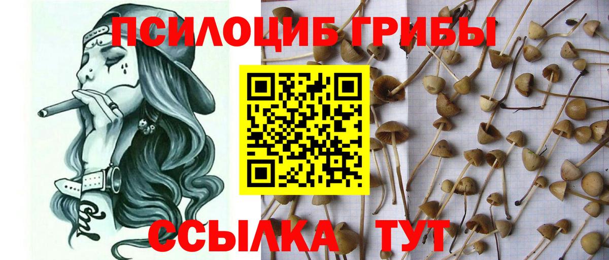 Псилоцибиновые грибы мухоморы Дмитров